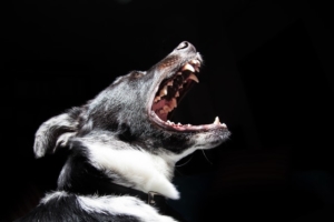 Hundeabwehrspray gegen gefärhliche Hunde verwenden.