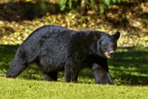 Schwarzbär