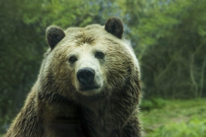 Was ist ein Bärenspray?